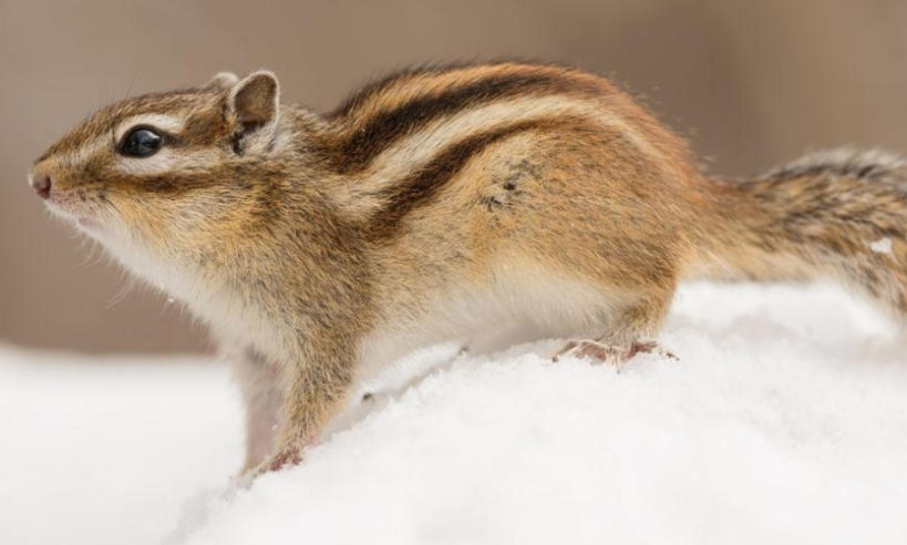 广州朋有商标代理有限公司轮播图1